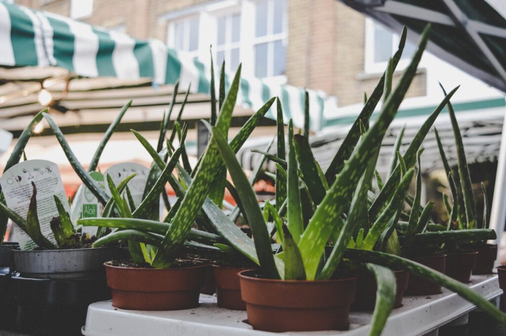 Aloe Vera for Beard Growth