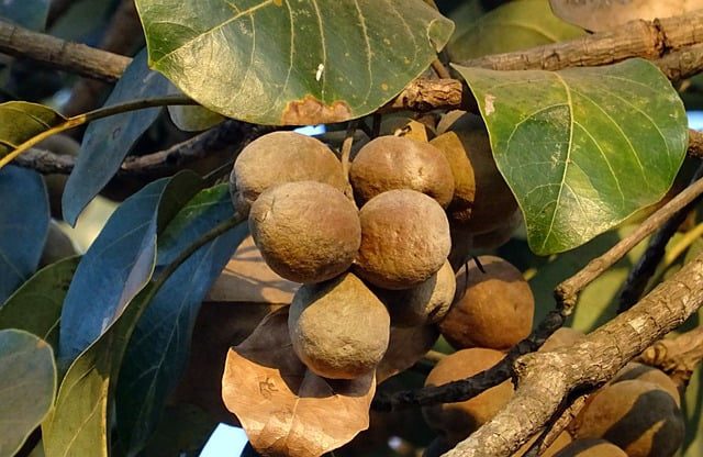 Triphala