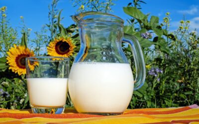 Which type of cow's milk is good for healthy body