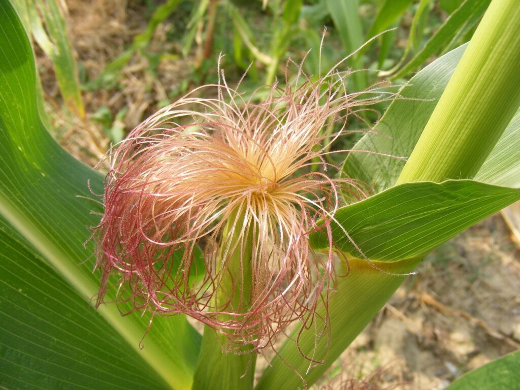 How to Use Corn Silk for Hair Growth