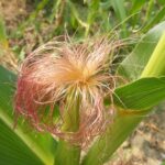 How to Use Corn Silk for Hair Growth