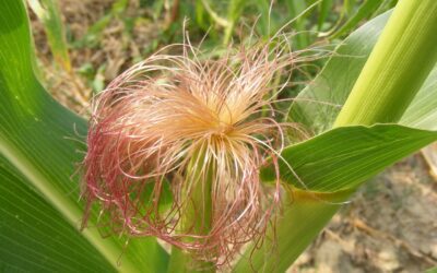 How to Use Corn Silk for Hair Growth