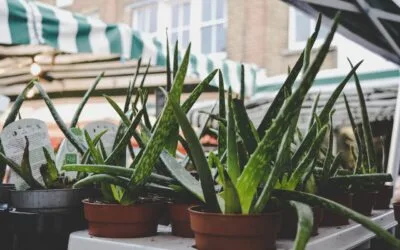 Unlocking the Secrets of Aloe Vera for Beard Growth